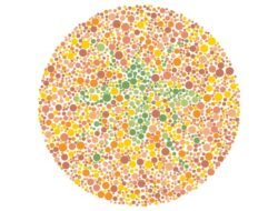 Tes Buta Warna dengan Gambar Hewan: 10 Tes Menarik untuk Mengecek Kesehatan Mata Anda