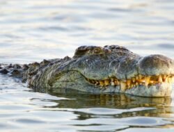 Anak Muda Berhasil Melawan Gigitan Laut di Sulteng