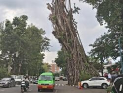 “Banyak Pohon Rawan Tumbang di Bogor: Ancaman Tersembunyi bagi Warga”