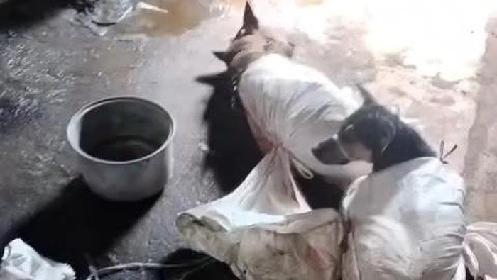 Anjing Dikarungi di Bantul Viral, Polisi Investigasi