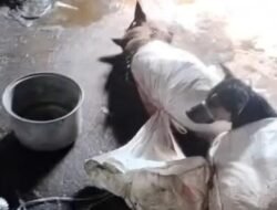 Anjing-anjing Dikarungi di Bantul, Viral! Polisi Terlibat dalam Penyelidikan Sensasional