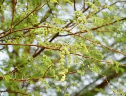 [4 Gejala Pohon Rawan Tumbang yang Tidak Bisa Dicemaskan: Kenali Penyebabnya Sekarang!]