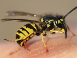 Anak 6 Tahun di Bekasi Meninggal Akibat Sengatan Tawon, Ini Kronologinya