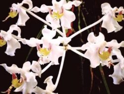 “Hari Cinta Puspa dan Satwa: 5 November, Yuk Simak Cara Rayakannya!”