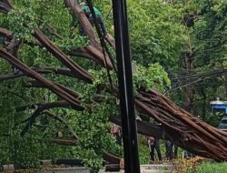 “Kecelakaan Menyedihkan Akibat Pohon Beringin Besar di Menteng Tumbang, Badan Jalan Tertutup”