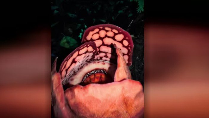 **Di Balik Reaksi Haru Peneliti RI: Menemukan Bunga Bangkai Langka di Hutan Sumatra**