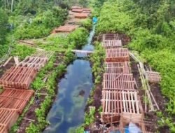300 Kubik Kayu Misterius di Hutan, Klaim Pencurian Massal!