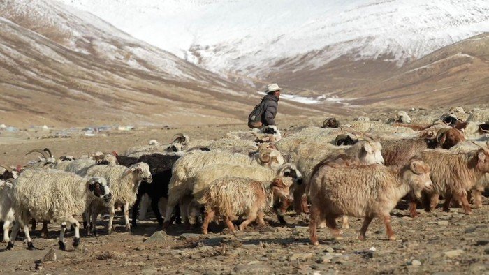 Proyek Tenaga Surya India: Ancaman bagi Penggembala dan Ecosistem Himalaya