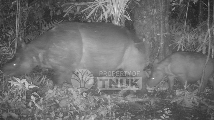 Anak Badak Jawa Ditemukan di TN Ujung Kulon, Indikator Kebangkitan Spesies