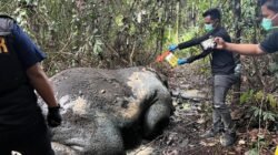 Gajah Sumatera Mati Dibunuh di Pelalawan, Ada Proyektil di Kepala: Tragedi yang Mengguncang Hutan