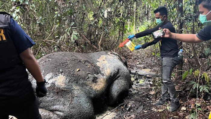 Gajah Sumatera Mati Dibunuh di Pelalawan, Ada Proyektil di Kepala: Tragedi yang Mengguncang Hutan