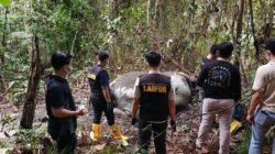 Tragedi Gajah Sumatera di Riau: Ditemukan Meninggal Dalam Keadaan Mengerikan, Kasus Dalam Penyelidikan
