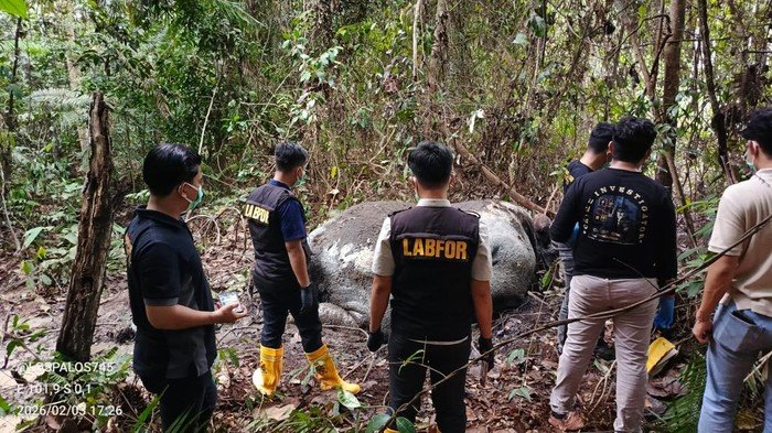 Tragedi Gajah Sumatera di Riau: Ditemukan Meninggal Dalam Keadaan Mengerikan, Kasus Dalam Penyelidikan