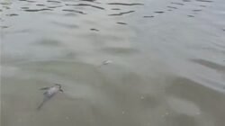 Kebakaran Pabrik Pestisida Cemari Sungai, Apakah Suplai Air PAM Tangsel Benar-Benar Aman?