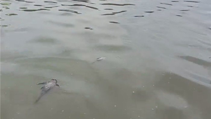 Kebakaran Pabrik Pestisida Cemari Sungai, Apakah Suplai Air PAM Tangsel Benar-Benar Aman?