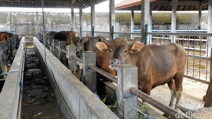 Prabowo Gelontor Rp72 Miliar, Sapi Meugang untuk Bantu Korban Bencana