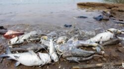 **LH Banten Targetkan Pembersihan Pestisida di Cisadane dalam 2 Minggu**