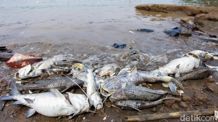 Pestisida Cemari Cisadane, PKB Minta KLH Awasi Ketat Industri Kimia - Update 1