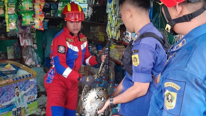 Sanca Raksasa 3 Meter Muncul di Bogor, Damkar Beraksi Cepat!