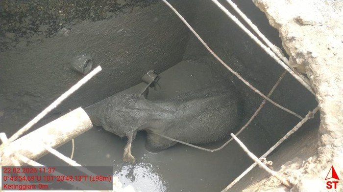 Kronologi Kawanan Gajah Rusak Mess di Riau Usai Anaknya Kejeblos Septic Tank - Update 1