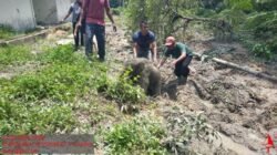 **5 Fakta Anak Gajah Kejeblos Septic Tank di Riau hingga Kawanan Ngamuk** yang Bikin Ngeri!