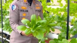 **Polantas Riau Inovasi Green Policing, Kantor Jadi Kebun Hidroponik!**