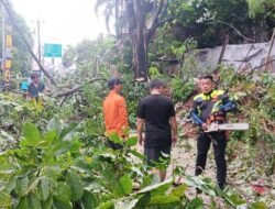 “Pohon Karet Raksasa Tumbang, Sebabkan Kemacetan Massal di Ciputat Tangsel!”