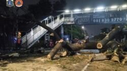 **Tragedi Pohon Raksasa di Jaksel: Hujan Kencang dan Angin Membuat Pengendara Motor Meninggal Dunia**