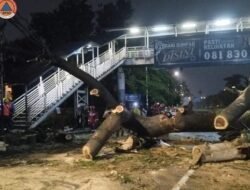 **Tragedi Pohon Raksasa di Jaksel: Hujan Kencang dan Angin Membuat Pengendara Motor Meninggal Dunia**