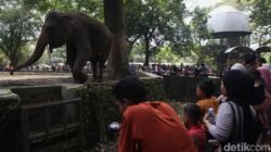“Ragunan Siap Temui Wisatawan dengan Buka H+1 Lebaran Pukul 06.00-16.00”